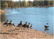 Fishing Lake