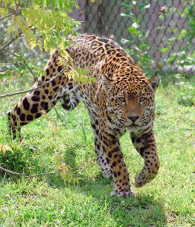 jag