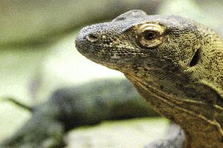 komodo