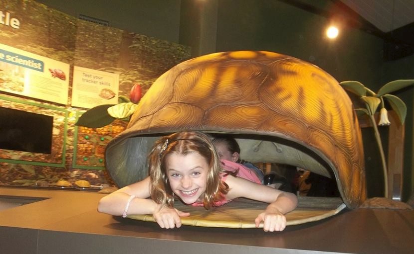 Wesselman Nature Center turtle