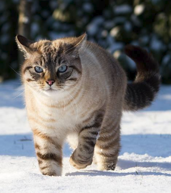 cat