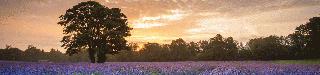 Lavendar